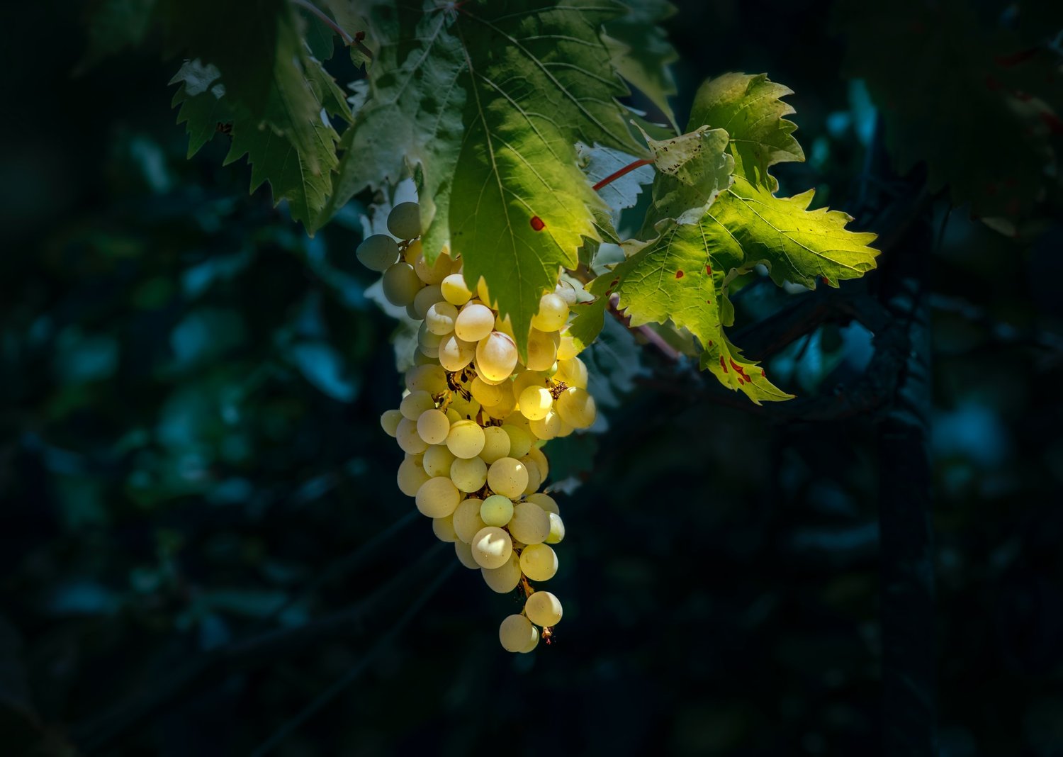Mantinia (White wine) - Peloponnese