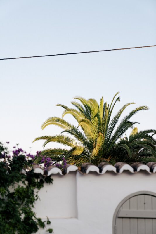 amago-casa-lenta-faro-palm-trees