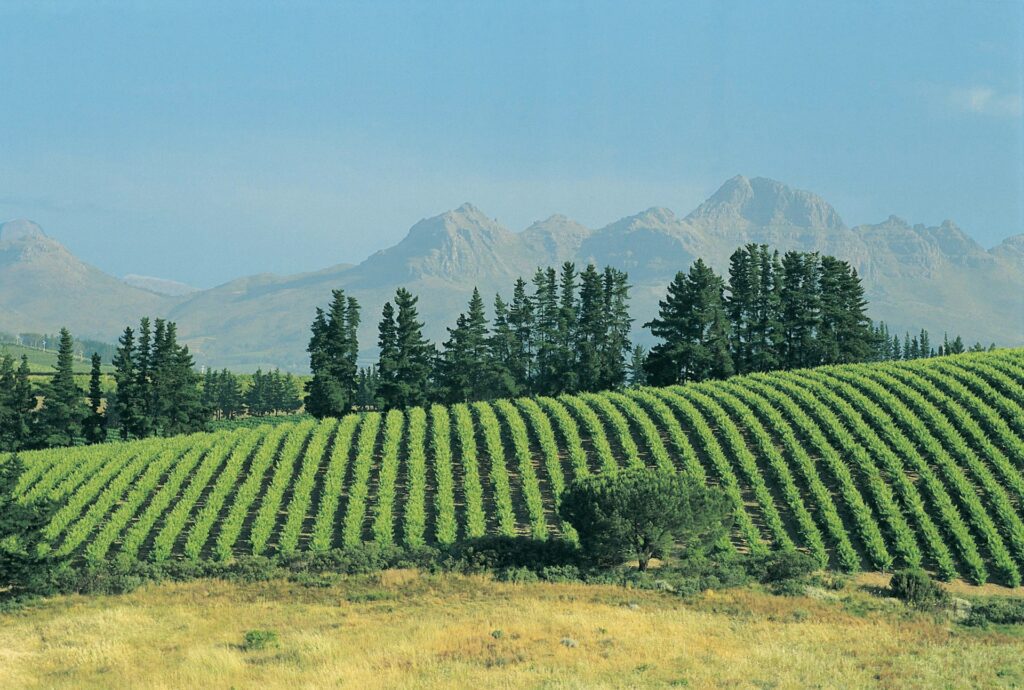Picturesque green landscape of Stellenbosch vineyard in South Africa