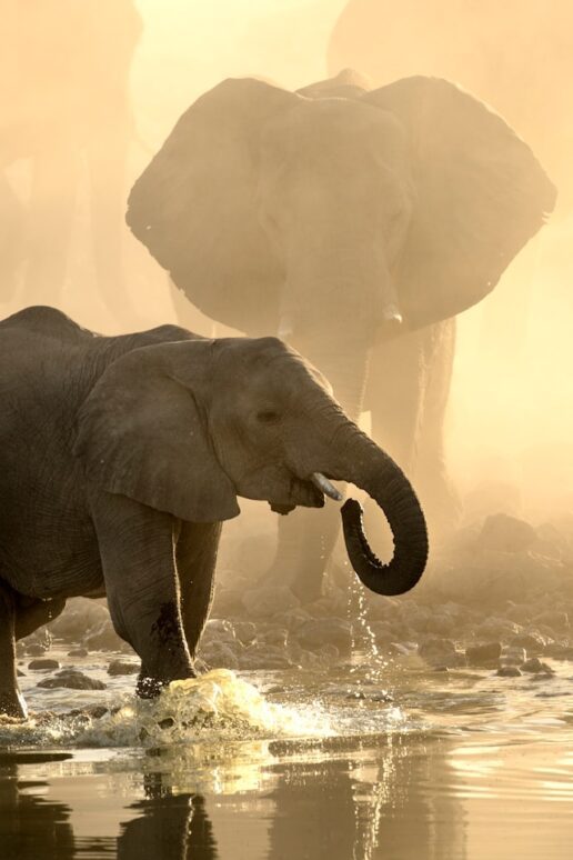 Kruger National Park - Safari Adventures and Wildlife Magic