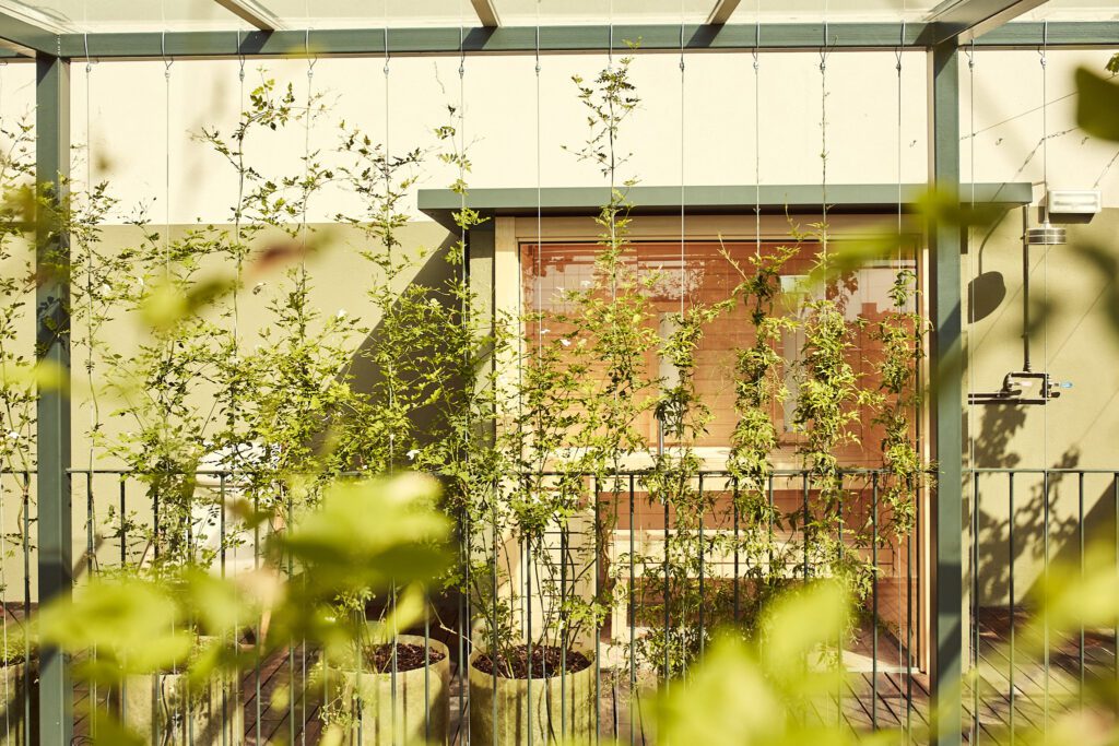 Green climbing plants growing on wires along a rooftop terrace at Termas Bonay.