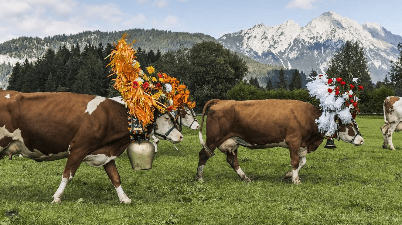 4. Almabtrieb — South Tyrol, Italy